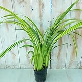 キキョウラン ディアネラ バリエガータ 黄斑 観葉植物 10.5cmポット