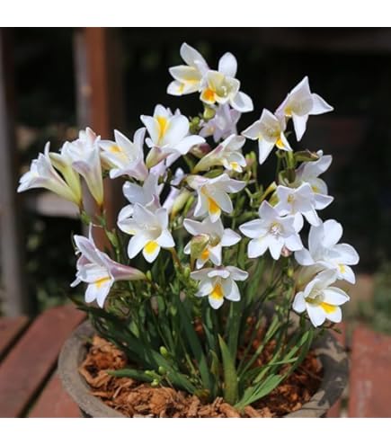 Amazon.co.jp: 水仙 【ラッパ咲き 黄花】 球根 （2球入） （植え付け