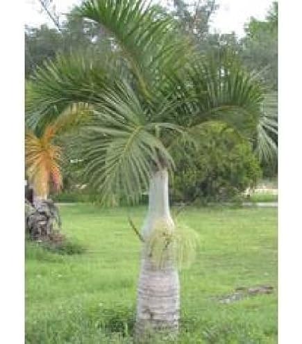 Amazon｜【観葉植物／種子】Sabal Minor ミキナシサバル◎耐寒性の高い