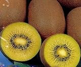 キウイフルーツ苗木(メス) ジャンボイエロー