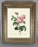 BiblioArt Series　P.J.ルドゥーテ 「ケンティフォリアと蝶」 金縁額装品