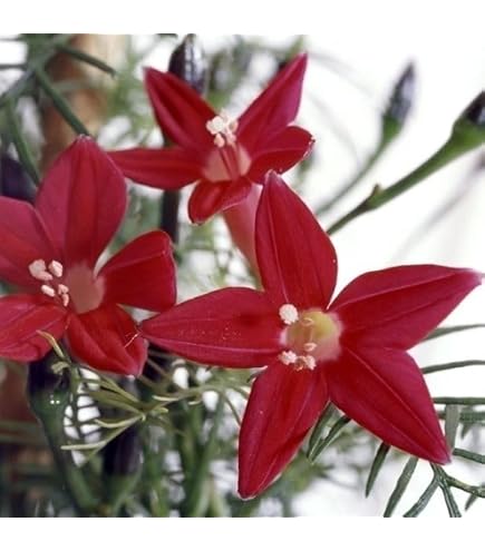Amazon.co.jp: 種 花たね 夏咲福寿草 1袋(2000mg) / 国華園 26年春商品