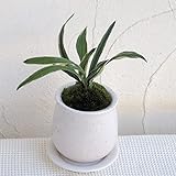 [ギフトに]万年青 （おもと）：群雀 ステララウンド白S・受け皿付き[新居祝いに！]