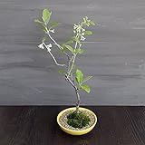 盆栽セット：秋グミ ノーブランド品