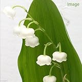 (山野草)ニホンスズラン(鈴蘭) 3号(1ポット) 本州・四国限定[生体]