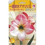 巨大輪一重咲きアマリリス アップルブロッサム 1球