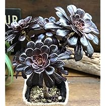 アエオニウム 多肉植物 黑魔法師1️⃣(大）抜き苗 アエオニウム 多肉植物 黑魔法師1️⃣(大）抜き苗