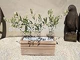 20pcs / bag Olive Bonsai tree (Olea Europaea) Seeds, Mini Olive Tree, Olive Bonsai Fresh Exotic Tree