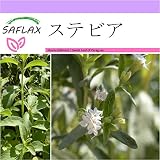 SAFLAX - ステビア - 100 個の種。 - Stevia rebaudiana