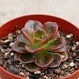 メラコ 7.5cmポット エケベリア Echeveria melaco 福岡県産 多肉植物 多肉 観葉植物 インテリアグリーン 寄せ植えに