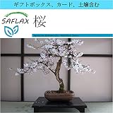 SAFLAX - ギフトセット - 桜 - 30 個の種。- ギフトボックス、カード、ラベル、鉢植え用土壌を含みます。 - Prunus serulata