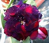 40 Fresh seedsアデニウム アラビカム オベスム 砂漠のバラ種子(40粒)塊根植物種子Adenium obesum Desert Roses seeds no276-RIPLE-BLUE-