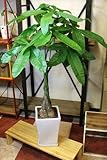 ご自宅、事務所のインテリアに♪観葉植物 パキラ 陶器鉢入 高さ約90cm 引越し祝い インテリア グリーン