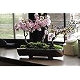 桜盆栽の寄せ植え桜 桜並木 ミニ桜で自宅で お花見気分を満喫 お祝いにはサクラ盆栽