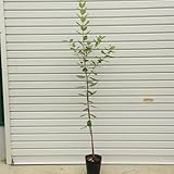 庭木:フェイジョア(ふぇいじょあ) アポロorジェミニorマリアン 挿し木 苗 樹高:約110cm (アポロ)
