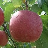 りんご 苗木 【YD（矮性台木） 富士 （ふじ）】 1年生 接木 ポット苗