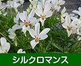 見元園芸さんのオリジナルビオラ スターラビットシリーズ 1株 【シルクロマンス】（数量限定品）
