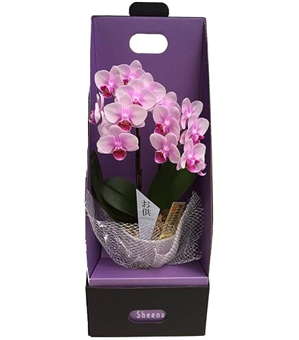 Amazon.co.jp: ブルージーン 胡蝶蘭 蘭 ラン BLUE GENE 苗 熱帯植物