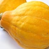 【国産】生でコリコリ食べられる 生食用南瓜 コリンキー南瓜 1個