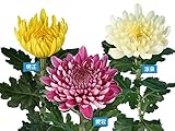 精興園 菊苗 8月咲の大輪 涼泉（白）・明正（黄）・愛宕(紅） 3種各3本 計9本