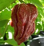 Chili Trinidad Douglah 7 Pot - hot pepper - 5 seeds