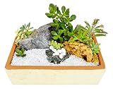 テラコッタ鉢(スクエア:290x180cm) 多肉植物 庭園風 (和み/なごみ)