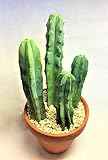 柱サボテン　竜神木　ミルティロカクタス　棘物　観葉植物　緑　グリーン　