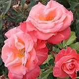 バラ苗 【リバプールエコー （CL) 中輪 四季咲き】 2年生接木大苗 （スリット鉢）