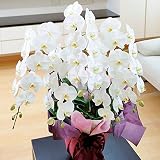 胡蝶蘭5本立（白）　3万円コース　【台紙がオレンジ色の電報・祝電付き】　＜お祝い花　フラワーギフト　プレゼント　胡蝶蘭を贈り物に＞【お届け日指定ＯＫ】