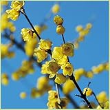 蝋梅（ロウバイ）・素心蝋梅（ソシンロウバイ）の苗木