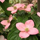 ヤマボウシ：ブルーミングピンクテトラ5号ポット[日本初の二季咲き赤花品種！] ノーブランド品