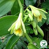 【バニラ の木】