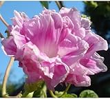 147 淡いピンクの花びらに白い覆輪がかわいいアサガオ。変わり咲き。 (SOFT PALE PINK) [並行輸入品]