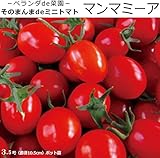 実生 ミニトマト 苗 マンマミーア 鉢植え専用苗 トマト