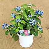 苗：常山アジサイ（じょうざんあじさい）碧の瞳（ディクロア）紫陽花
