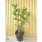 【ノーブランド品】 シキミ 樹高0.4m前後 15cmポット /