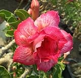 40 Fresh seedsアデニウム アラビカム オベスム 砂漠のバラ種子(40粒)塊根植物種子Adenium obesum Desert Roses seeds no128-Double-Red-