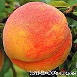 国華園　果樹苗　モモ　ラストゴールドR(黄金の宝P)　1株【※発送が国華園からの場合のみ正規品です】