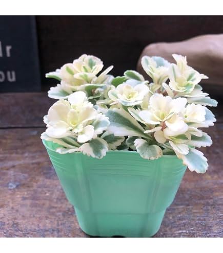 Amazon｜翡翠瑠璃錦 抜き苗 アエオニウム 多肉植物｜観葉植物
