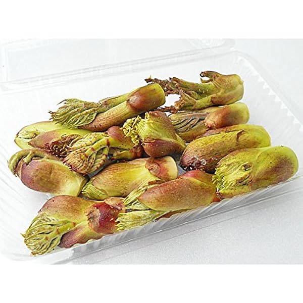 Amazon | 山形県産 天然 タラの芽 500g (冷蔵品) 春の味覚