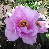 寒牡丹（ぼたん）：蘭州慕色3年生苗6号ポット[冬または春に開花する中国寒牡丹　桃系]