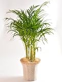 アレカヤシ 7号鉢 インテリアバスケット 観葉植物 インテリア グリーン