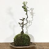 苔玉 大実カマツカの苔玉