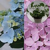 あじさい苗　【夏海　苗木】　5号鉢　あじさい　アジサイ　紫陽花　花鉢植え　花