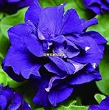 Petunia seeds Four Seasons Can Be Planted 12 Kinds of Colors This Is 100% Correct Seed True Seeds 20