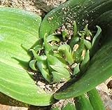 Androcymbium cupisdatum - Cup-and-saucer, men-in-a-boat - 5 seeds