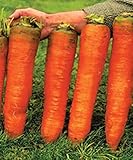 100 piece Seeds Carrots Krasnyy Velikan - Red Giant Organic Russian Heirloom Vegetable