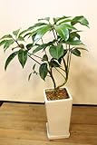 ご自宅、事務所のインテリアに♪観葉植物 ツピタンサス 陶器鉢入 高さ約65cm 開業祝い 開店祝い 引越し祝い プレゼント