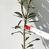 山桃 苗木 オス 15cmポット苗 やまもも 苗 ヤマモモ