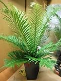 ブレクナム シルバーレディー 6号 シダ植物